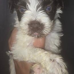 Titan - Parti male Miniature Schnauzer puppy in Bloomington, California from Michael's Minis