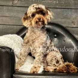 Australian Labradoodle, Cavapoo, and Goldendoodle Puppies from Deer Creek Labradoodles