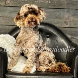 Australian Labradoodle, Cavapoo, and Goldendoodle Puppies from Deer Creek Labradoodles