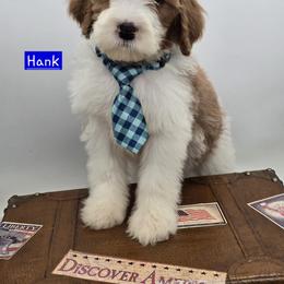 Bernedoodle and Goldendoodle Puppies from Granton Creek