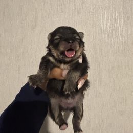 Evita - Wolf sable female Pomeranian puppy in Eastover, North Carolina from Tea-Cake Pomeranians of The Carolinas