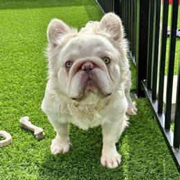 Pressure - French Bulldog