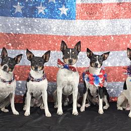 Rat Terriers from Angela Smith