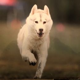 Faith - Siberian Husky