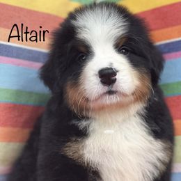 Bernese Mountain Dog Puppies from Brenda Kranish