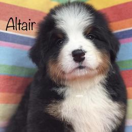 Bernese Mountain Dog Puppies from Brenda Kranish