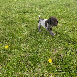 Piper - Liver roan female German Shorthaired Pointer puppy in Ohio from Eric and Michelle's GSP