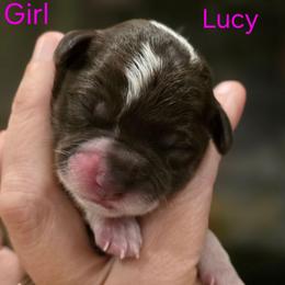 Lucy - Parti female Schnoodle puppy in Timmonsville, South Carolina from For the LOVE of Poodles, Doodles and Sheepdogs