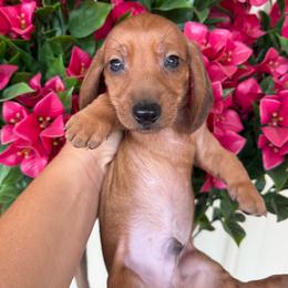 Shaded red 1 - Red male Dachshund puppy in Harold, Kentucky from Taylors Tiny Tails