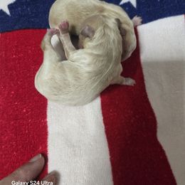 Maltipoo puppies from Sunset Farm (Formally Florida)