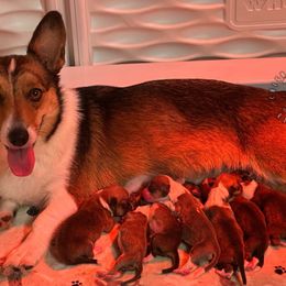Paprika - Sable male Pembroke Welsh Corgi puppy in Hico, Texas from Chisholm Trail Kennels