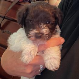 Baxter - Parti male Miniature Schnauzer puppy in College Station, Texas from Fran’s Miniature Schnauzers