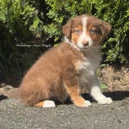 Hershey- rtm7 - Red tri-color male Australian Shepherd puppy in Chehalis, Washington from Wandering Acres Ranch