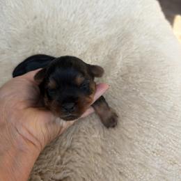 Yorkshire Terrier Puppies from Diane Davis
