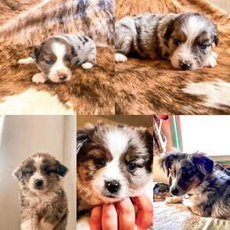 Pembroke Welsh Corgi and Toy Australian Shepherd Puppies from Double Bar H Corgis & Aussies