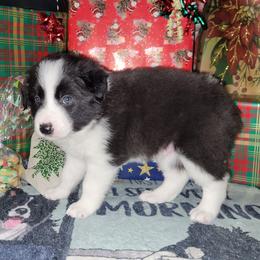 Phoenix - Black and white male Border Collie puppy in Morgan, Texas from Shooting Star Ranch