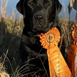 Draco - Labrador Retriever