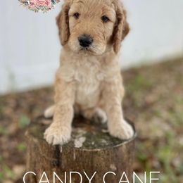 Goldendoodle Puppies from All My Doodles