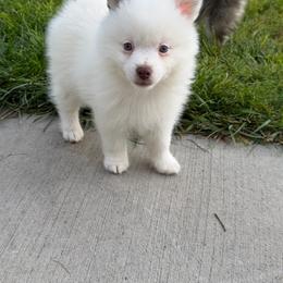 Topaz - Chocolate male Pomsky puppy in Clarkston, Utah from Red Rock Ranch Breeders