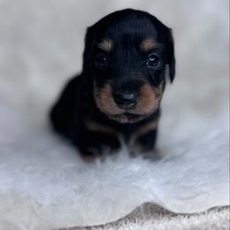 Maverick - Black and tan male Dachshund puppy in Fayetteville, Arkansas from Natural State Dachshunds