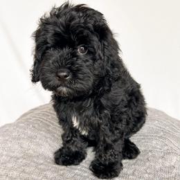 Jet - Black male Labradoodle puppy in Bradenton, Florida from Doodle Acres