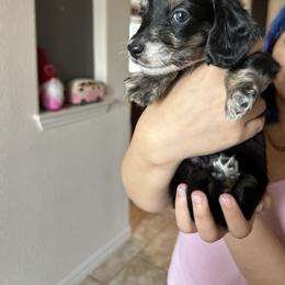 Black and cream piebald with brindle points - Piebald male Dachshund puppy in Hutto, Texas from R.G. Dachshunds