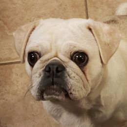 CC - Pug