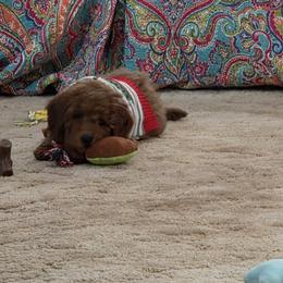 Goldendoodle Puppies from Ironstone Goldendoodles