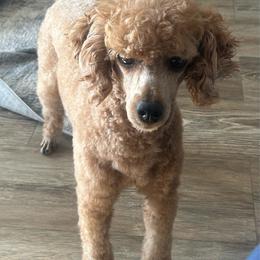 Benny - Red  male Poodle puppy in Stockton, Utah from Mustanghills Doodles and Poodles