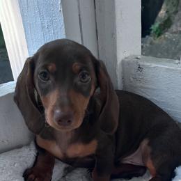 James - Chocolate and tan male Dachshund puppy in Boston, Massachusetts from London’s puppies