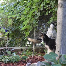 German Shepherd Puppies from Bmeerhuis German Shepherds