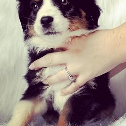 Saxon - Black Miniature Australian Shepherd puppy in Jonesboro, Texas from A6 Mini Aussies