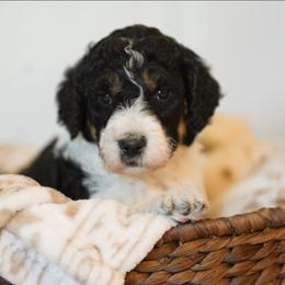 Violet - Tri-color female Bernedoodle puppy in Delta, Pennsylvania from KEE Bernedoodles