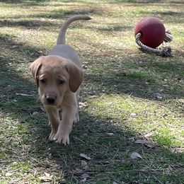 Labrador Retriever Puppies from Cajun Water Retrievers