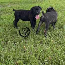 Girl 2 - Black brindle female Cane Corso puppy in Laplace, Louisiana from Tou Tru kennel