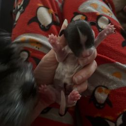 Dasher - Black gold and white male Shih Tzu puppy in Double Springs, Alabama from Little Friends Kennel