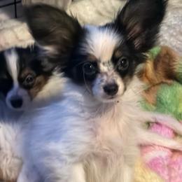 White body boy - White black and tan male Papillon puppy in Northern, California from Playful Papillon's