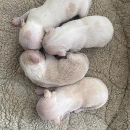 Chihuahua Puppies from Barbara JAN Lukenbill