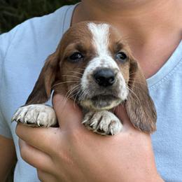 Female 2 - Mahogany and white female Basset Hound puppy in Lindley, New York from Hill Top Basset Hounds & Cane Corso