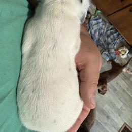 Dachshund Puppies from Witchy Woman’s Wiener’s