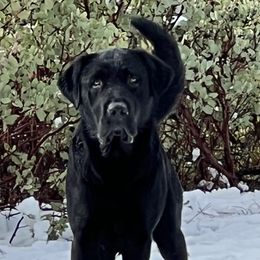 Major - Labrador Retriever