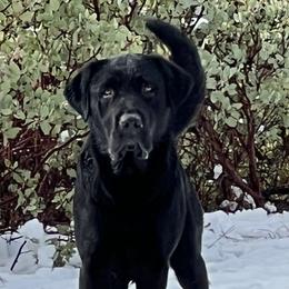 Major - Labrador Retriever