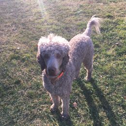Jaxon - Poodle