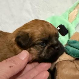 Yoda - Red male Brussels Griffon puppy in Seneca, Missouri from Stephanie’s Puppy Colony