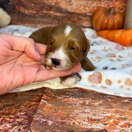Zak - Red male Cavapoo puppy in Lebanon, Missouri from Danielle’s Doodles
