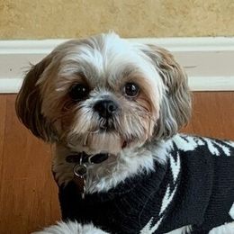 Milo - Shih Tzu