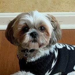 Milo - Shih Tzu