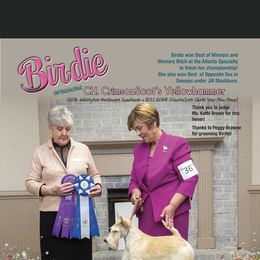 Birdie - Scottish Terrier