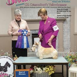 Birdie - Scottish Terrier