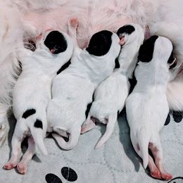 Japanese Chin puppies from Musashi Japanese Chin